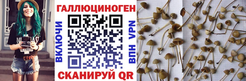 mega зеркало  купить  сайты  площадка клад  Галлюциногенные грибы Cubensis  Хадыженск 